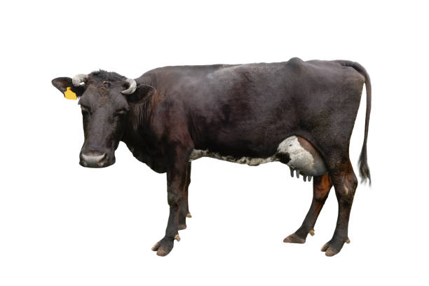 Closeup of a black and white head of a cow bellowing (heifer) with cowbell, isolated on black background. Side view, Alps, Italy, south Europe.