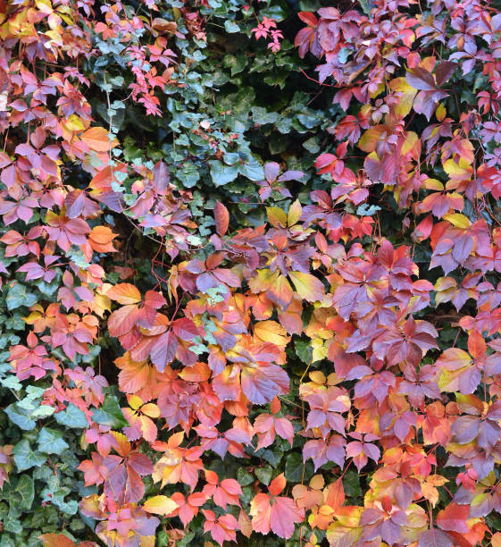 istock ivy on the wall in the garden 1187077571