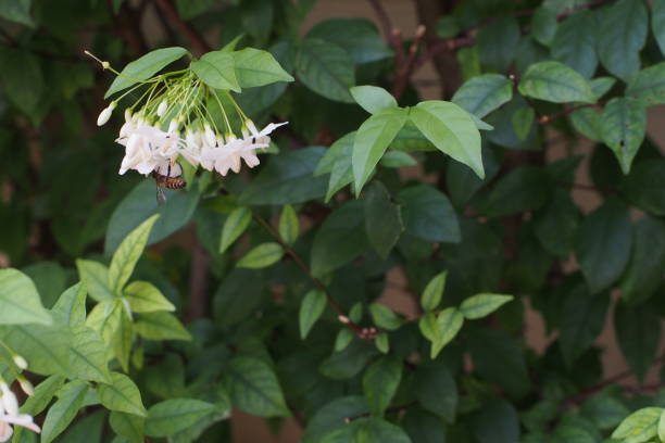 istock Wrightia religiosa, full bloom with bee in Thailand 1187078340