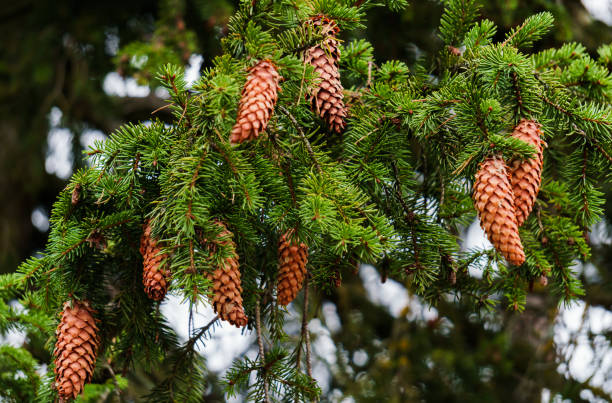 istock Young fir cones on the branches of spruce. 1187079587