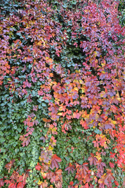 istock ivy on autumn in the garden 1187080403