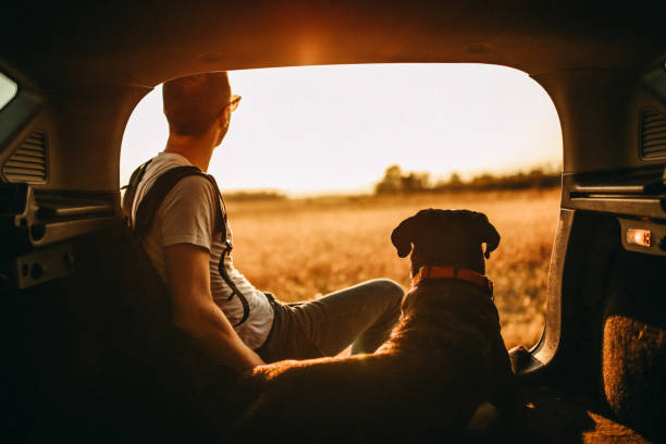 istock Sunny day in meadow 1187080789