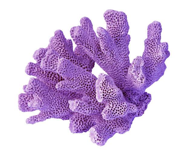 istock coral isolated on white background 1187082725