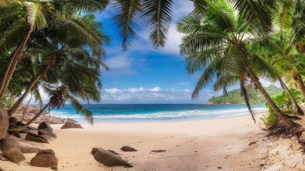 istock Coconut palm trees on exotic tropical beach 1187082876