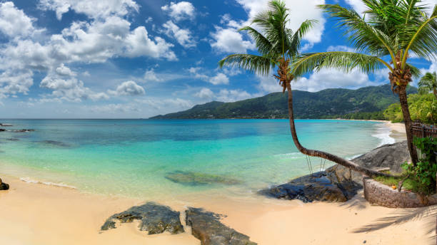istock Coconut palm trees on tropical paradise beach 1187082943