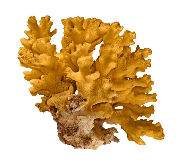 istock Coral isolated on white background 1187083014
