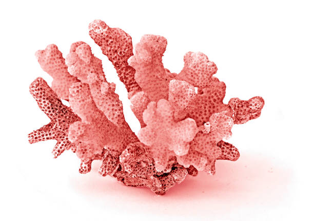 istock Coral isolated on white background 1187083015