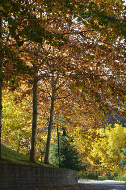 istock nature landscape and trees on nature 1187083318