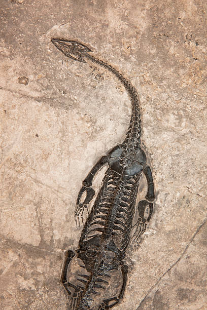istock Fossil of a little Dinosaur 118708591