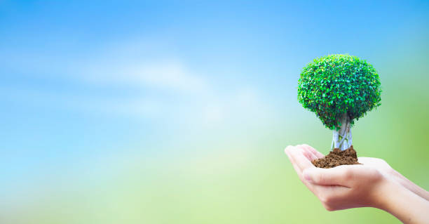 istock World Environment Day concept:  hands holding big tree over  sky background 1187086083