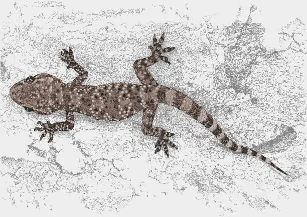 Vector illustration of Mediterranean house gecko