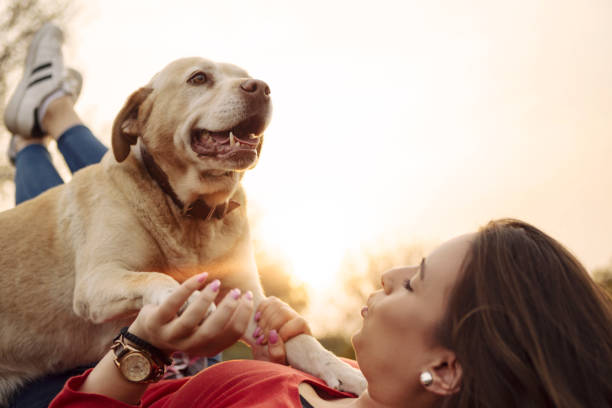 istock Young woman with her Labrador dog playing 1187087347