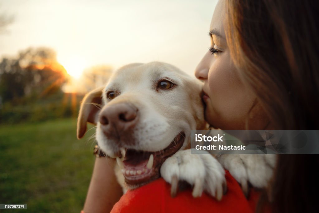 My beloved Labrador dog Young woman with dog Dog Stock Photo