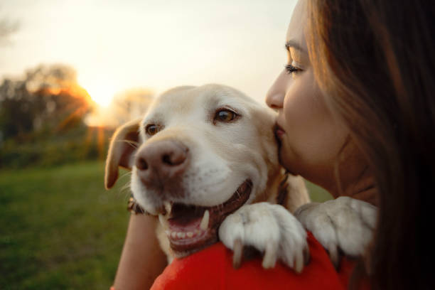 My beloved Labrador dog Young woman with dog labrador retriever stock pictures, royalty-free photos & images
