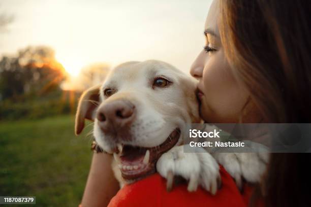 My Beloved Labrador Dog Stock Photo - Download Image Now - Dog, Labrador Retriever, Happiness