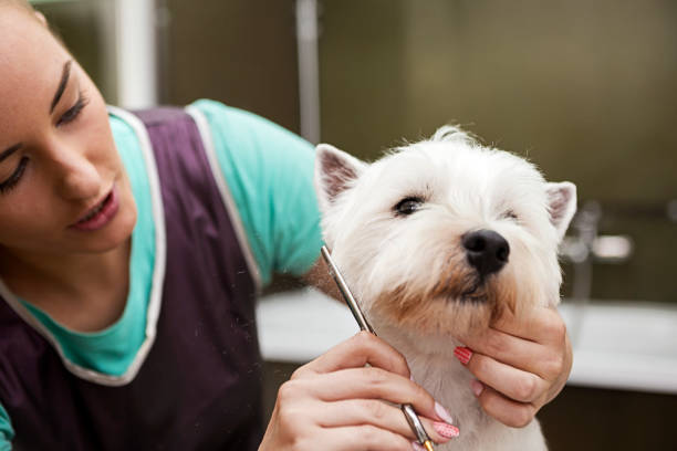 istock West highland white terrier getting fur cut 1187088160