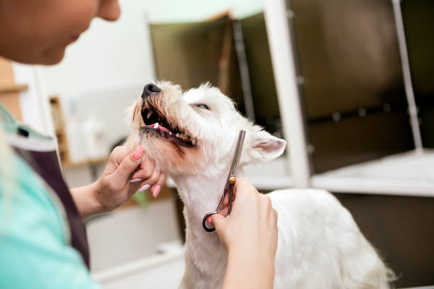istock West highland white terrier enjoying fur cut 1187088174