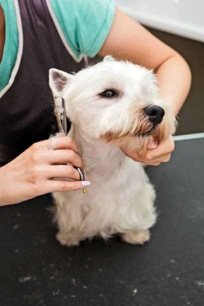 istock West highland white terrier getting fur cut at grooming house 1187088176