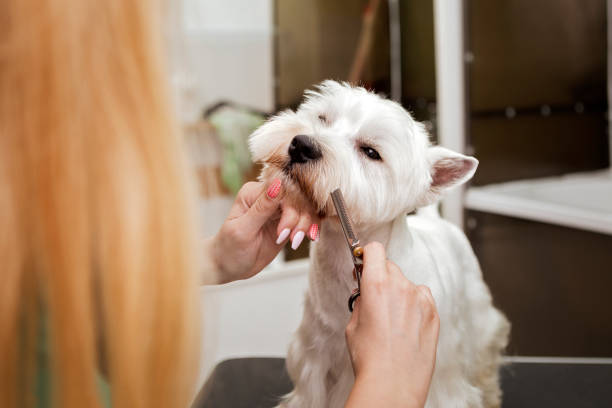 istock West highland white terrier getting fur cut 1187088186