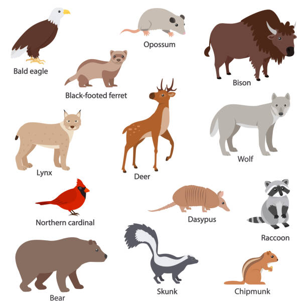 North American animals set with titles. Wildlife North America. Bald eagle, ferret, opossum, bison, lynx, deer, wolf, northern cardinal, dasypus, raccoon, skunk, bear, chipmunk. North American animals set with titles. Wildlife North America. Bald eagle, ferret, opossum, bison, lynx, deer, wolf, northern cardinal, dasypus, raccoon, skunk, bear, chipmunk. Isolated illustration opossum stock illustrations