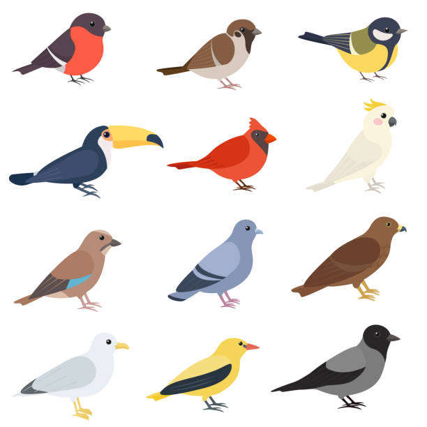 ilustraciones, imágenes clip art, dibujos animados e iconos de stock de aves de diferentes tipos conjunto. lindo pájaro de dibujos animados en el lado. gorrión, bullfinch, tucán, cardenal, oriolo dorado, jay, paloma de roca, teta, halcón, gaviota, cacatúa, cuervo. - oriole