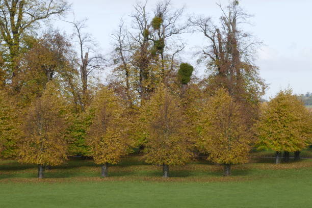 istock Parkland at Burghley House 1187088322