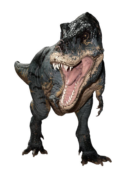 istock 3D illustration dinosaur Tyrannosaurus Rex on white 1187090551