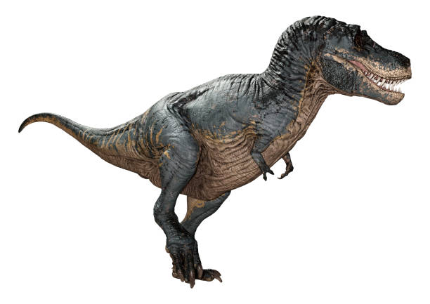 istock 3D illustration dinosaur Tyrannosaurus Rex on white 1187090573