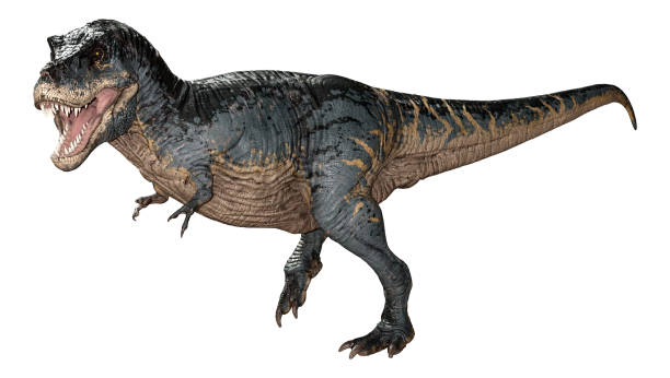 istock 3D illustration dinosaur Tyrannosaurus Rex on white 1187090580
