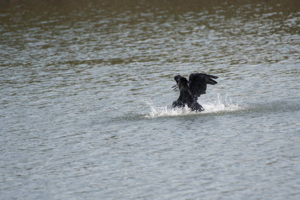 istock Great cormorant flapping on the surface of water 1187092193