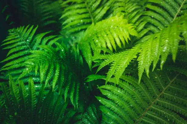 Photo of Beautiful fern leaves in the forest