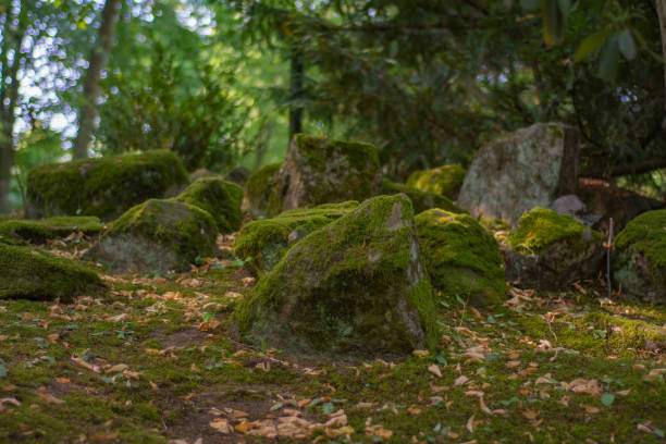 istock Stones covered with moss in the summer forest 1187093759