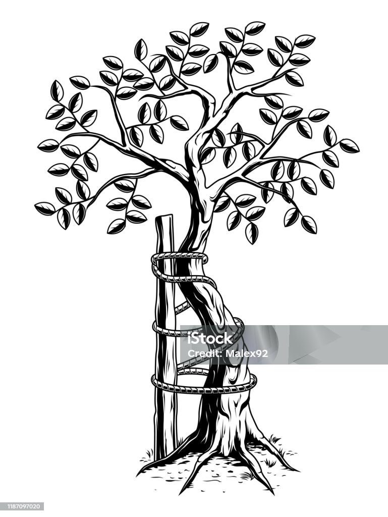 Monochrome Tree Of Andry Stock Illustration - Download Image Now - Tree,  Orthopedics, Surgery - iStock