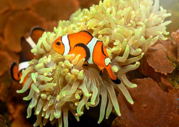 istock Clown Fish hiding in Anemone 1187097253