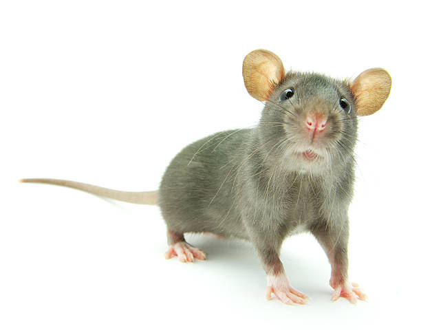 istock Small grey rat with long whiskers and round ears 118709763