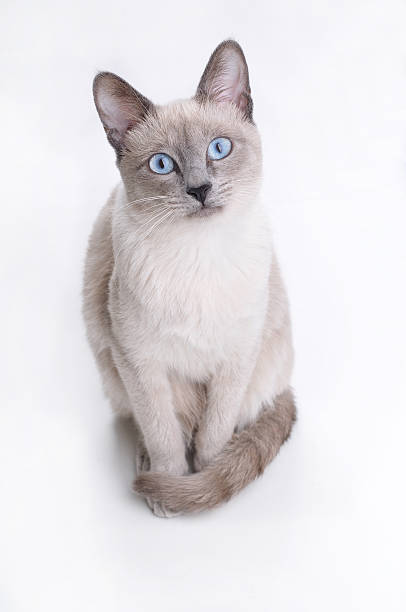 istock Siamese Cat Looking in Your Eyes 118709774