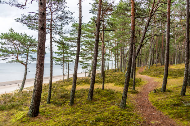 istock Forest Path on the Edge of the Baltic Sea 1187097897