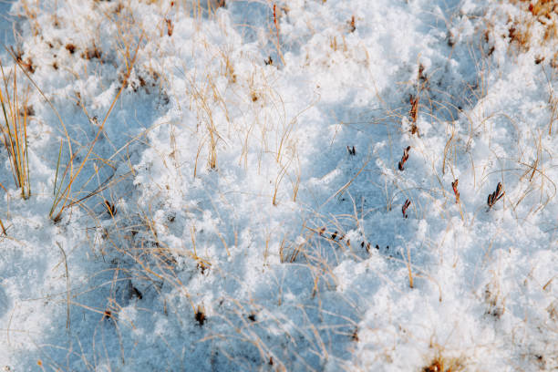 istock Small plants covered with white, clean snow. Top down view. 1187098129