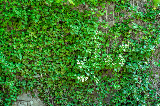 istock A stone wall overgrown with a vine 1187098206