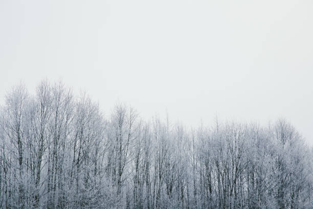 istock Winter scenery with frozen tree tops. 1187098552