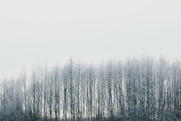 istock Winter scenery with frozen tree tops. 1187098557