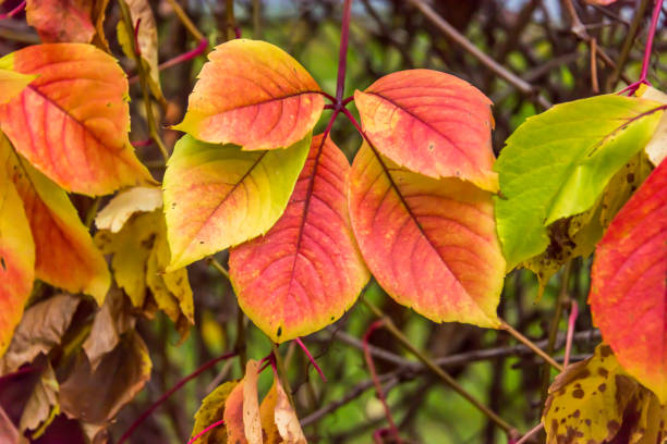 istock Colorful Autumn Leaves on a Bush in a Forest 1187098562
