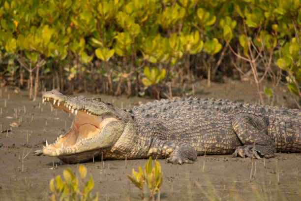 крокодил соленой воды, крокодил крокодил, сундарбан, западная бенгалия, индия - living organism process horizontal close up underwater стоковые фото и изображения