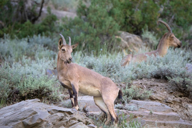 istock Himalayan Ibex, Capra sibirica hemalayanus, Jispa, Himachal Pradesh, India 1187099544