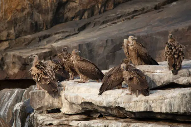 Photo of Griffon vulture, Gyps fulvus, Panna Tiger Reserve, Madhya Pradesh, India