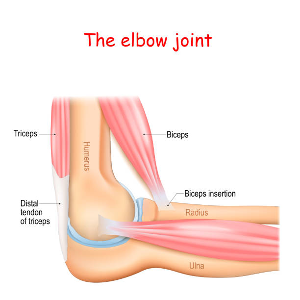 анатомия локтевого сустава - bicep stock illustrations