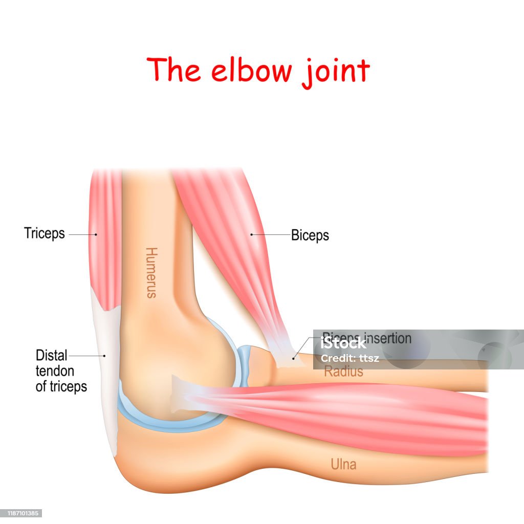 Anatomy Of A Elbow Joint Stock Illustration - Download Image Now