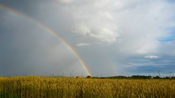 istock Rainbow Above Wheat Field. Aereal Dron Shoot. 1187101464