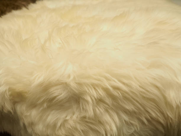 istock Sheep Wool Background, Natural fluffy fur sheep wool. 1187101746