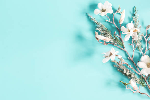 istock Christmas composition. Fir tree branches, flowers on pastel blue background. Christmas, winter, new year concept. Flat lay, top view, copy space 1187102567